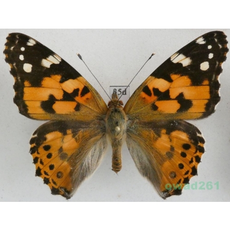 Vanessa cardui (Linnaeus, 1758) ex. ovo, Rusałka osetnik Czech35d